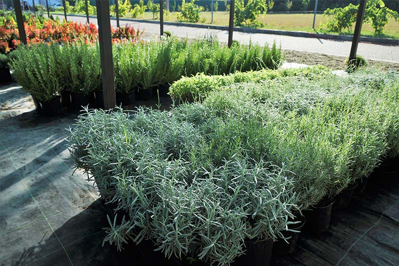 weplants.jpg weplants.jpg